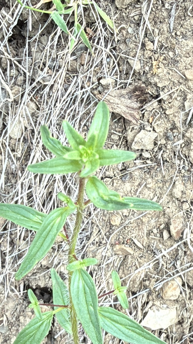 Elmer's Snapdragon photo 7