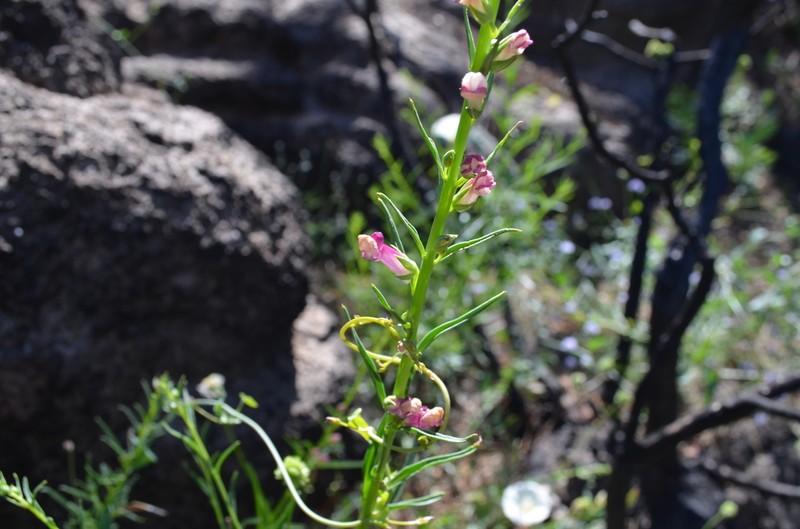 Tall Snapdragon