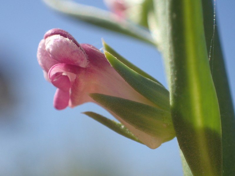 Tall Snapdragon photo 3