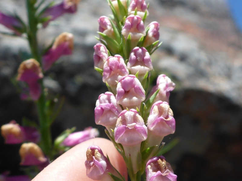 Tall Snapdragon photo 4