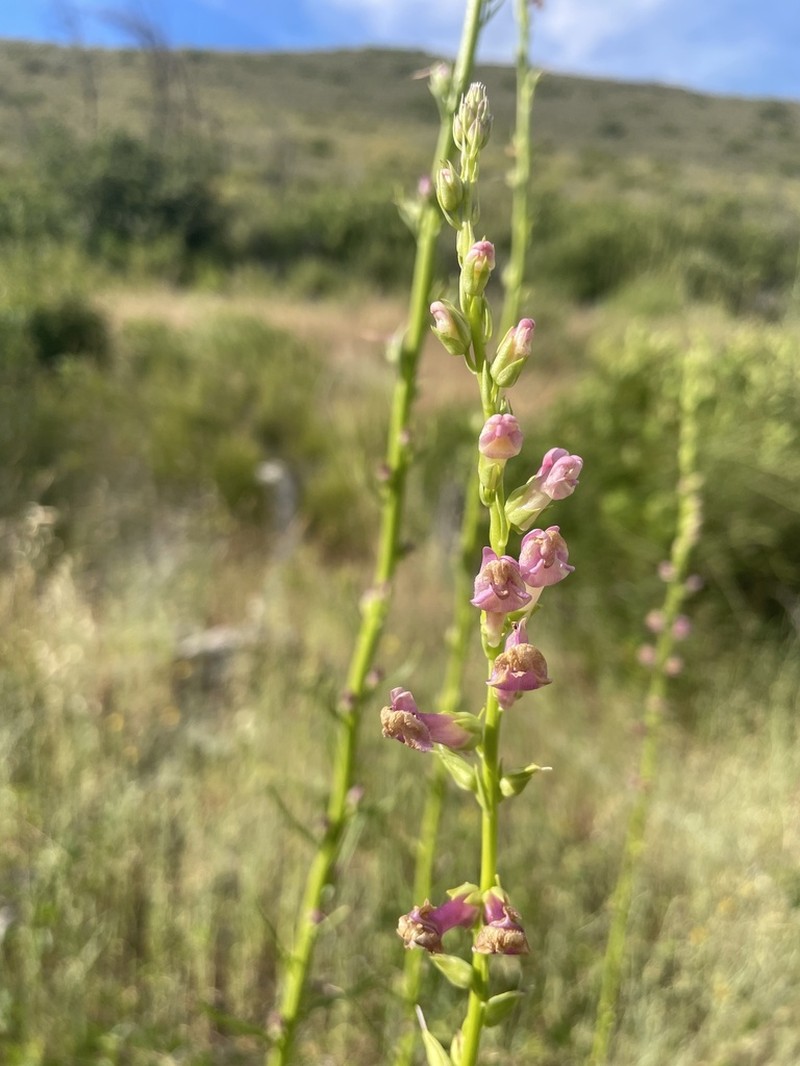 Tall Snapdragon photo 5