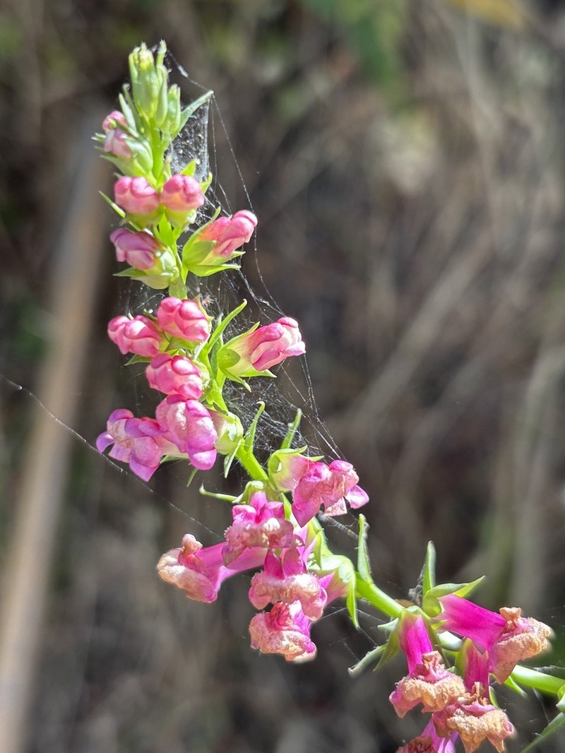 Tall Snapdragon photo 6