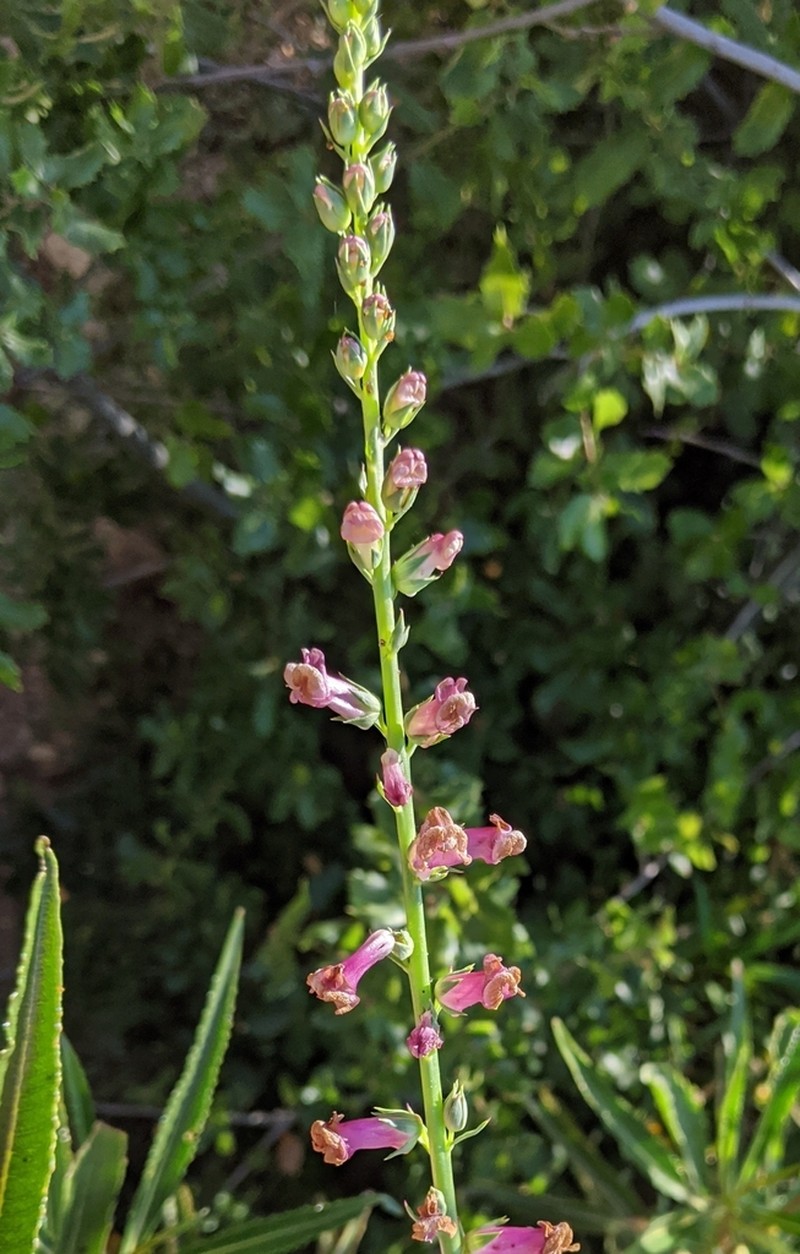 Tall Snapdragon photo 7
