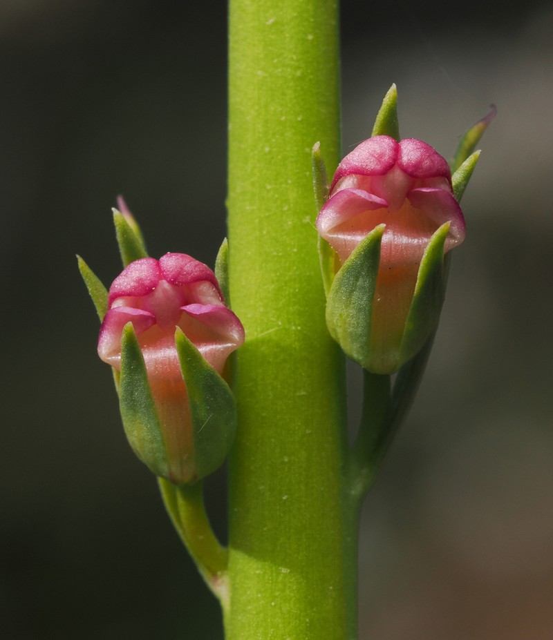 Tall Snapdragon photo 8
