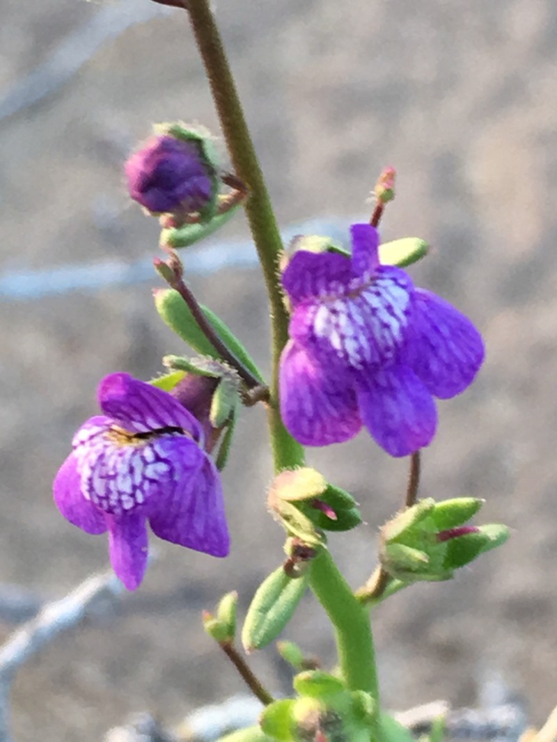 Watson's Snapdragon