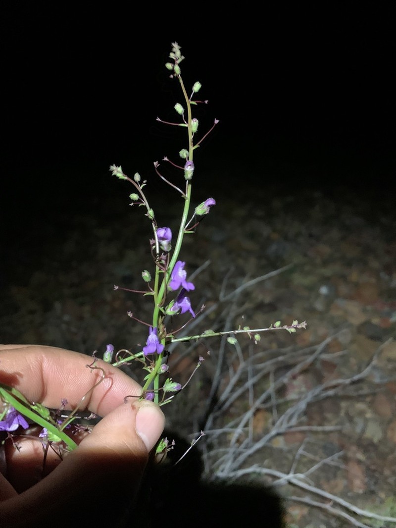 Watson's Snapdragon photo 2