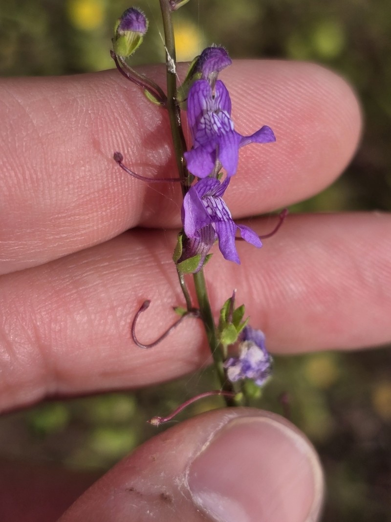 Watson's Snapdragon photo 3