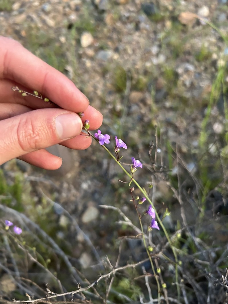 Watson's Snapdragon photo 4