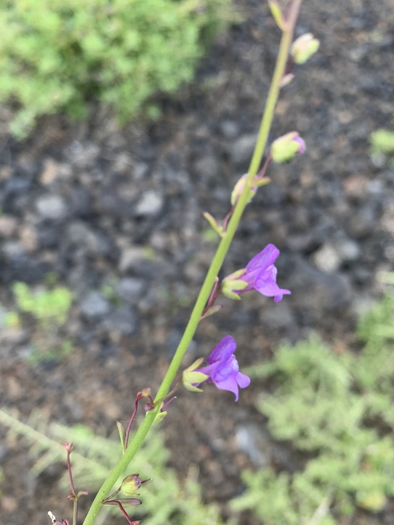 Watson's Snapdragon photo 5