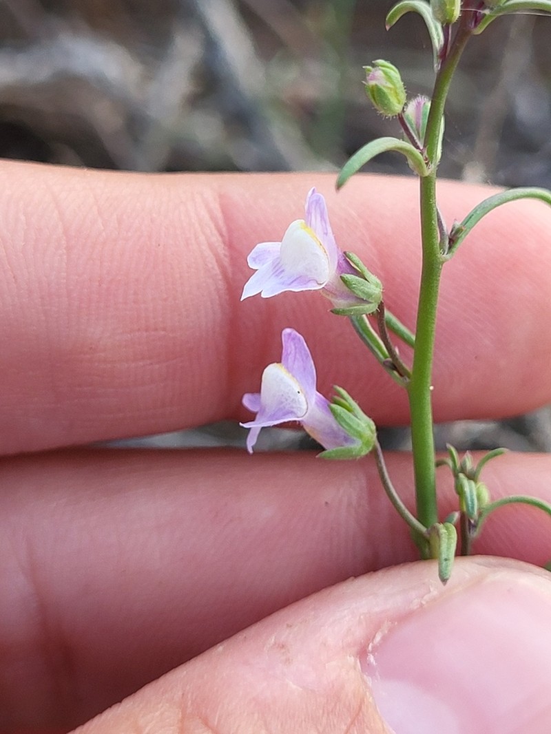 Watson's Snapdragon photo 6