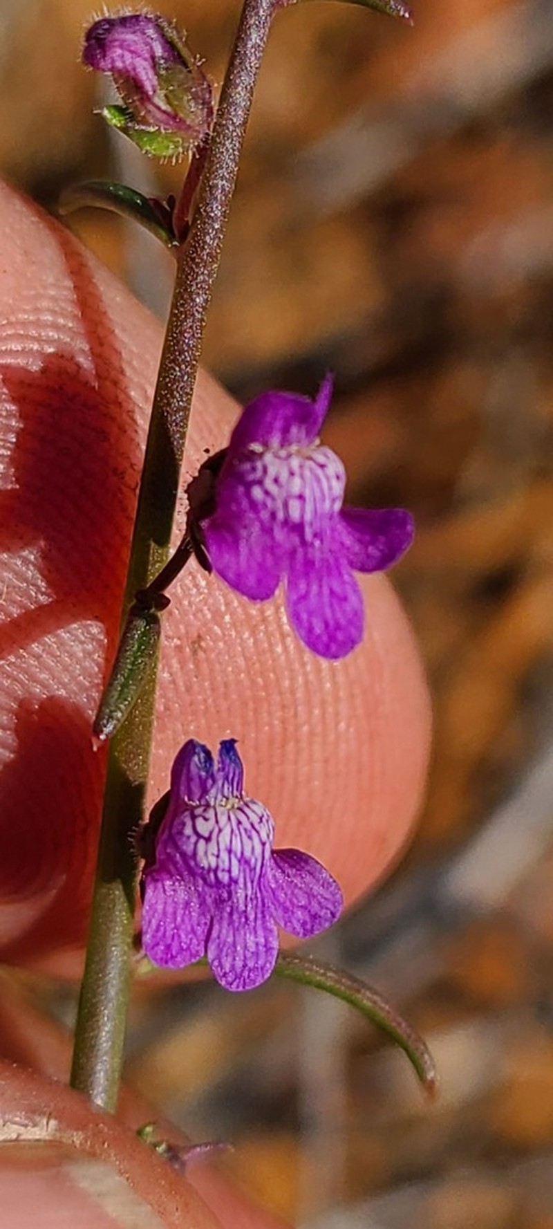 Watson's Snapdragon photo 7