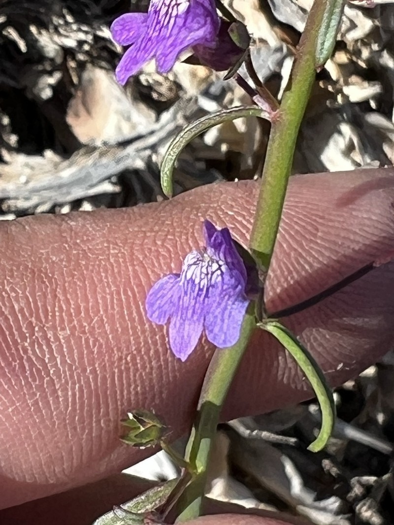 Watson's Snapdragon photo 8