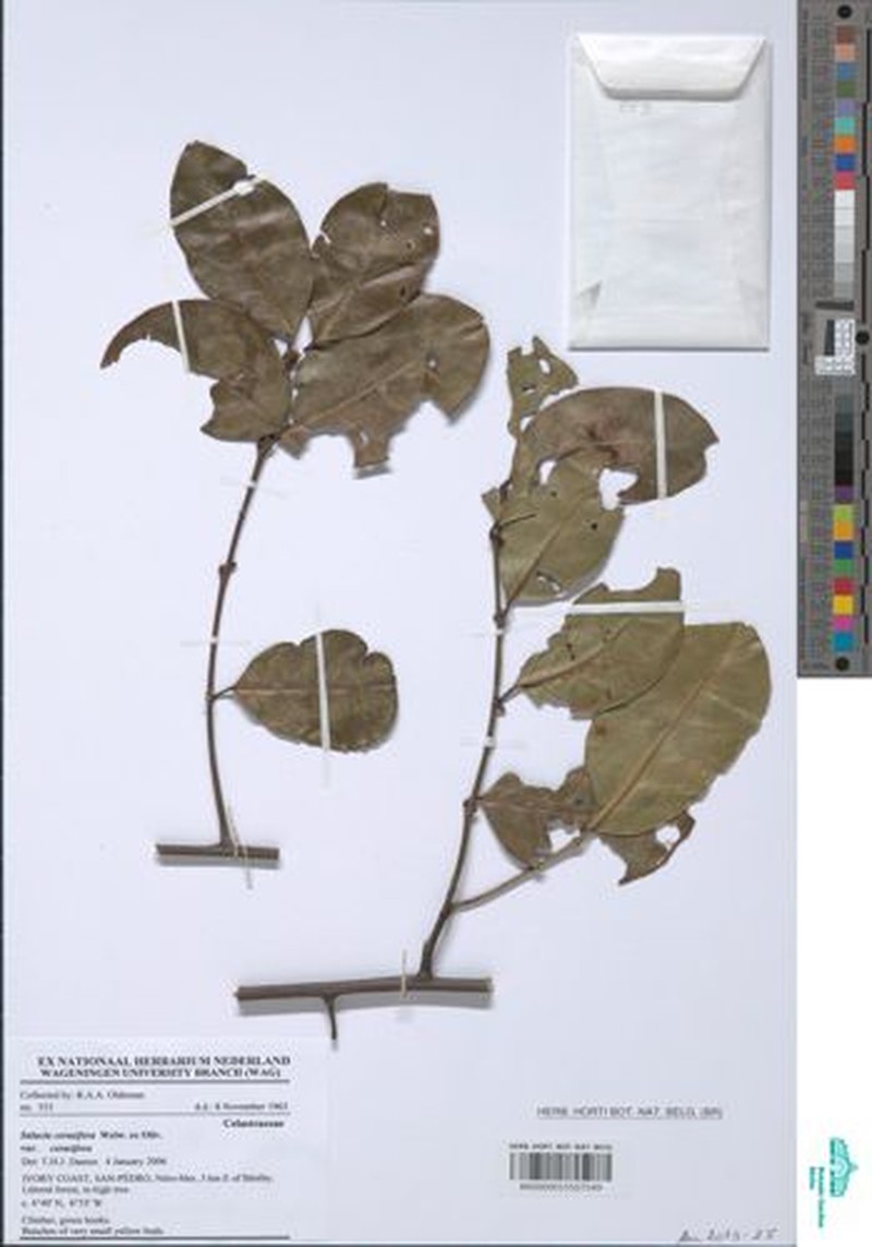 Salacia cerasifera var. cerasifera