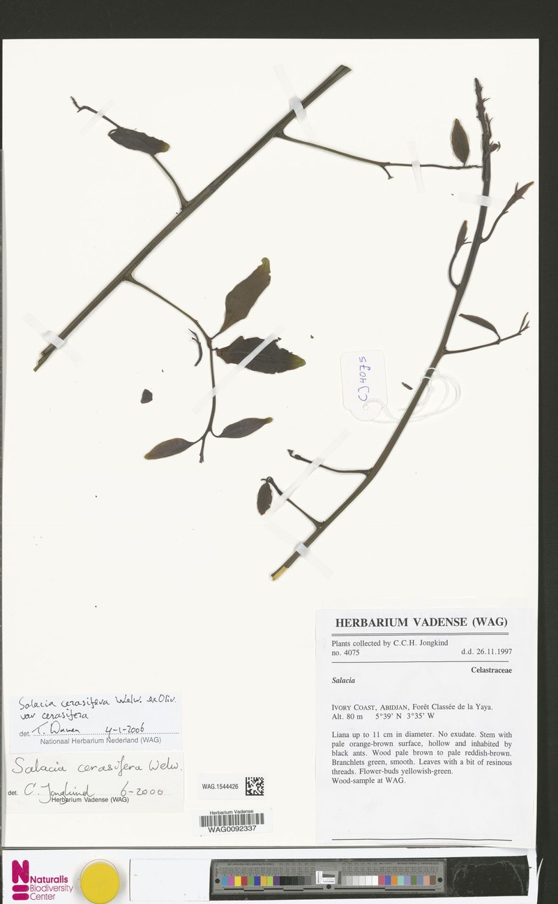 Salacia cerasifera var. cerasifera photo 2