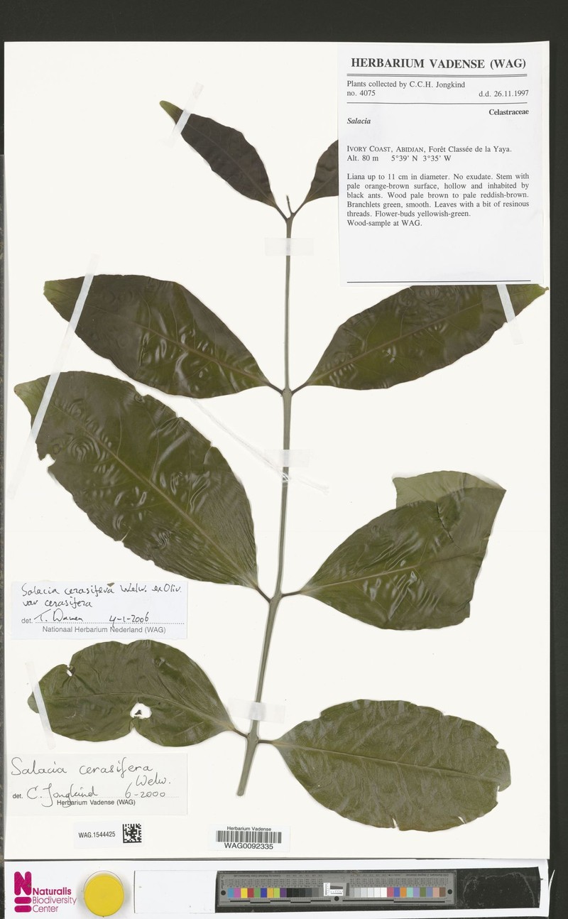 Salacia cerasifera var. cerasifera photo 3