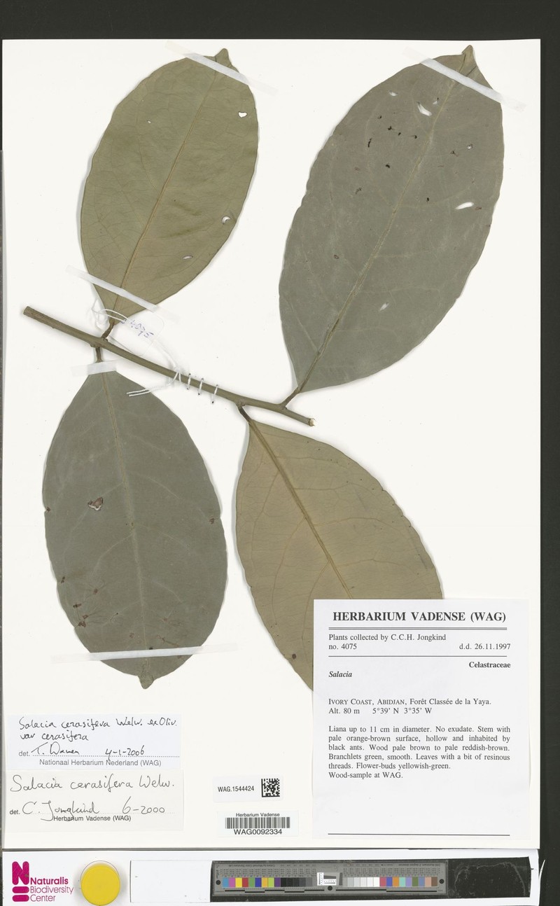 Salacia cerasifera var. cerasifera photo 4