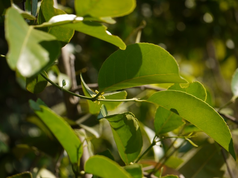 Salacia chinensis photo 5