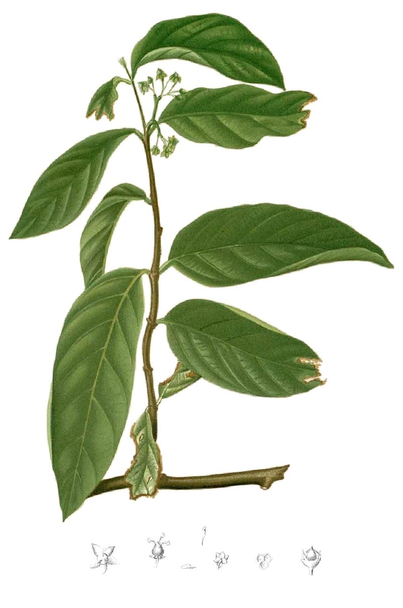 Salacia chinensis
