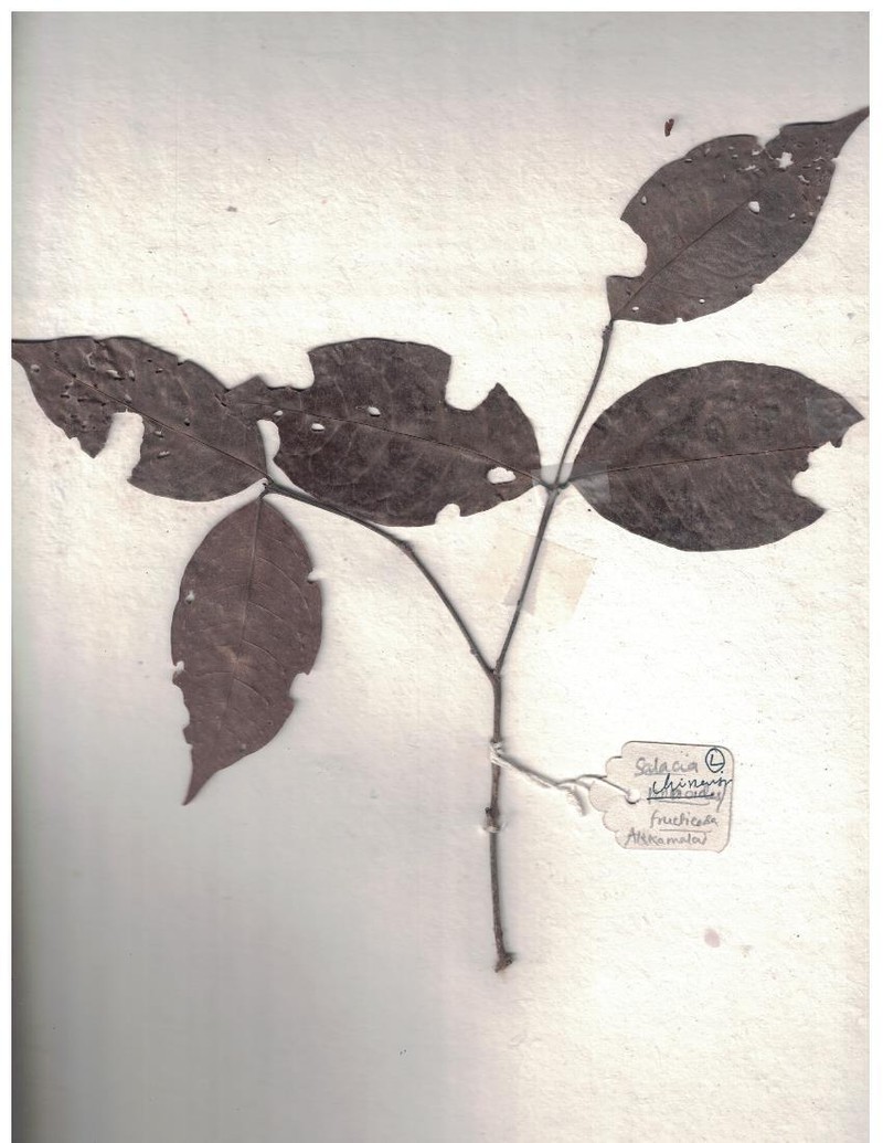Salacia chinensis photo 2