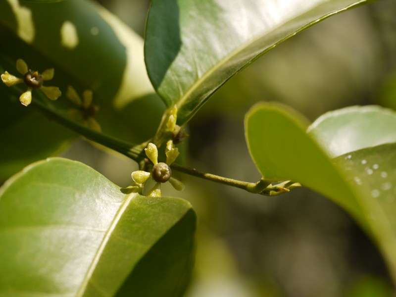 Salacia chinensis photo 3