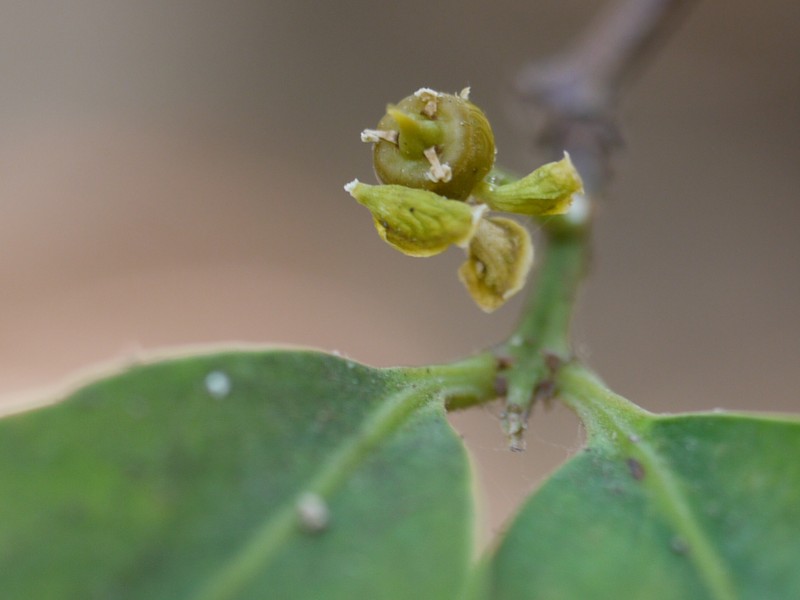 Salacia chinensis photo 4