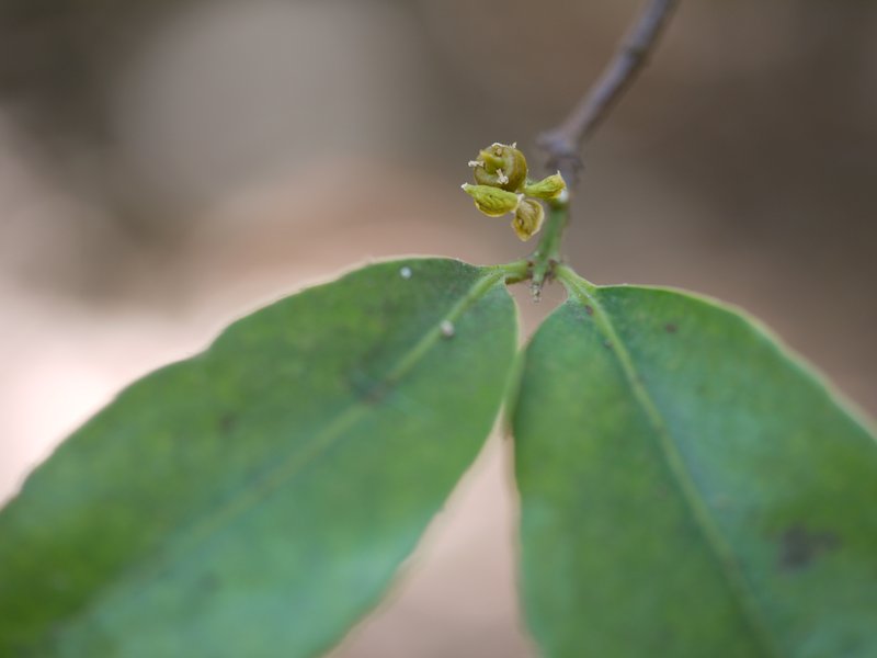 Salacia chinensis photo 6