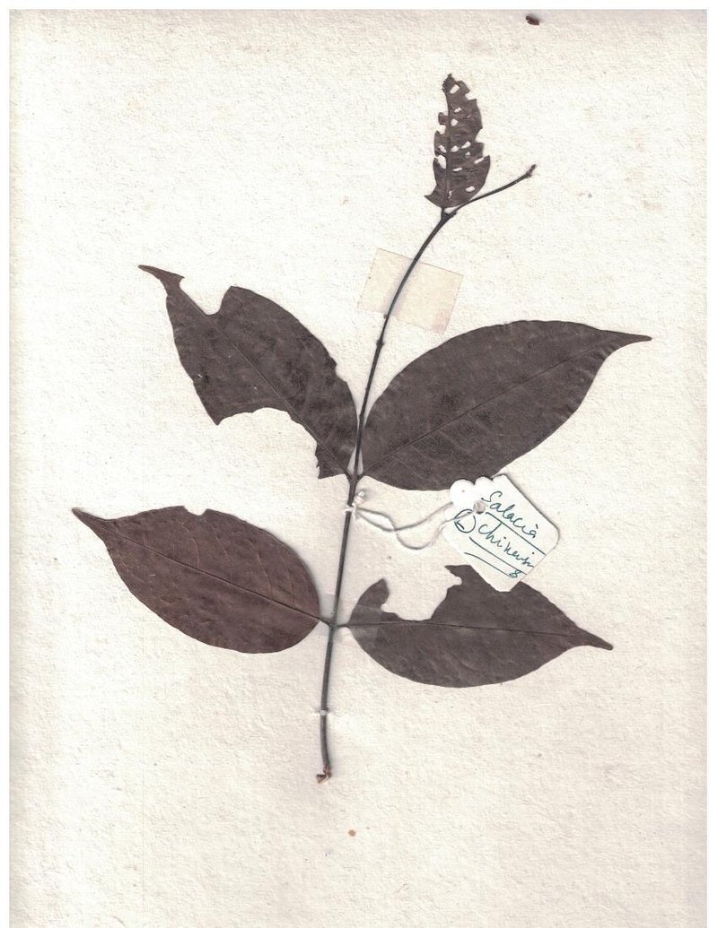 Salacia chinensis photo 7