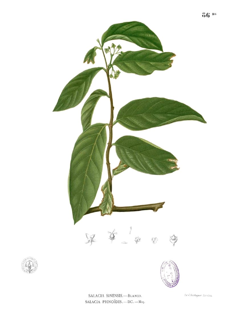 Salacia chinensis photo 8