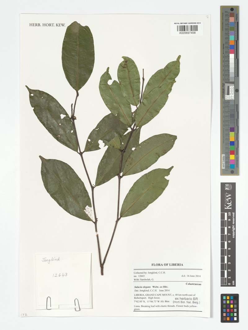 Salacia elegans var. elegans