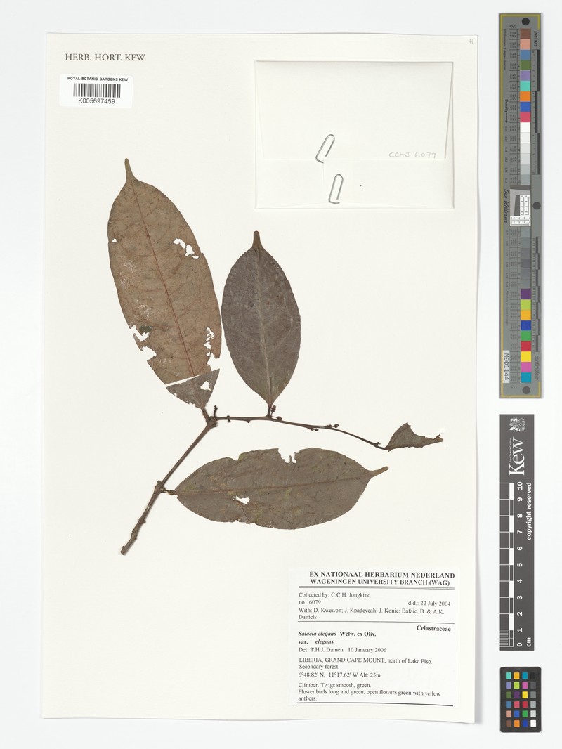 Salacia elegans var. elegans photo 2