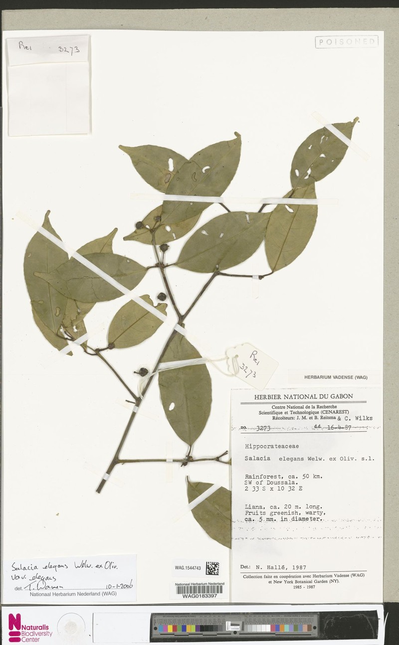 Salacia elegans var. elegans photo 3