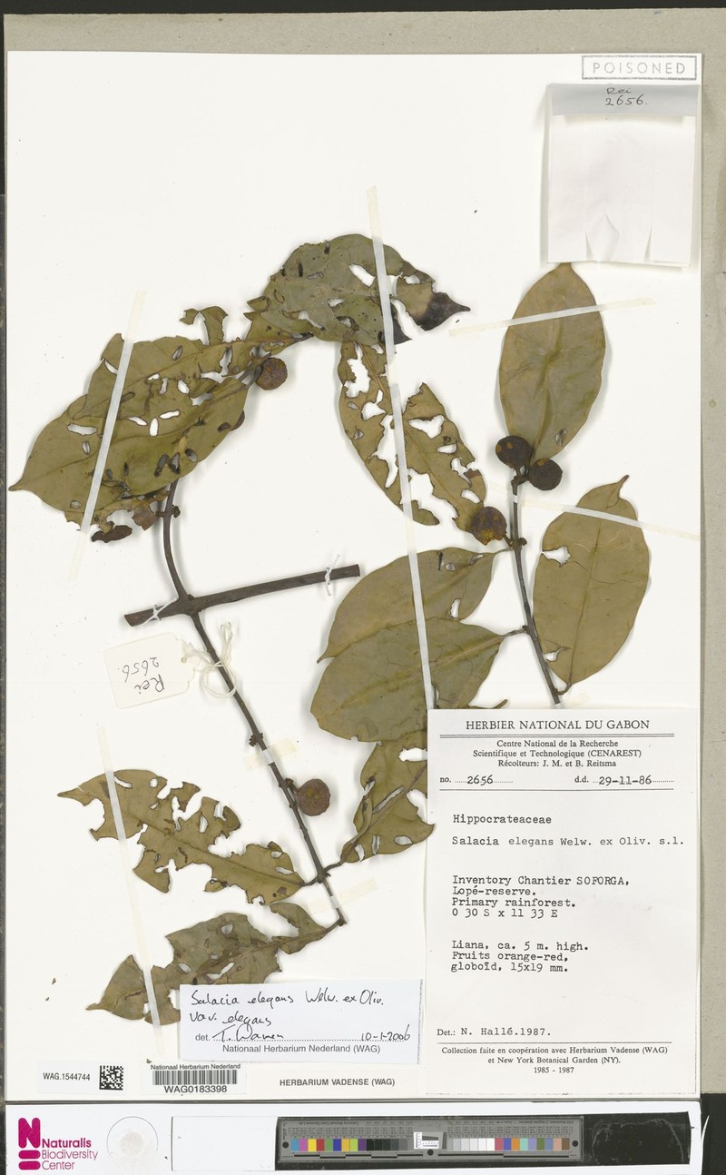 Salacia elegans var. elegans photo 4