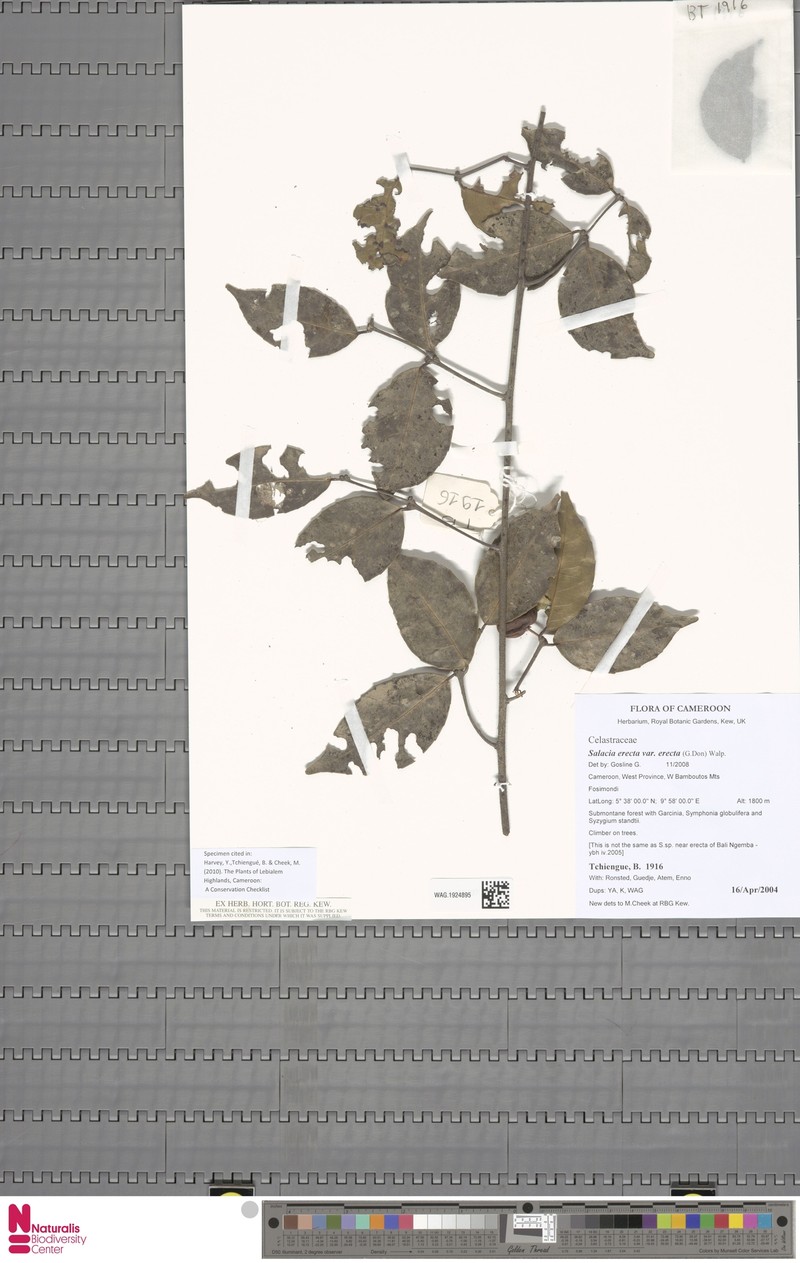 Salacia erecta var. erecta
