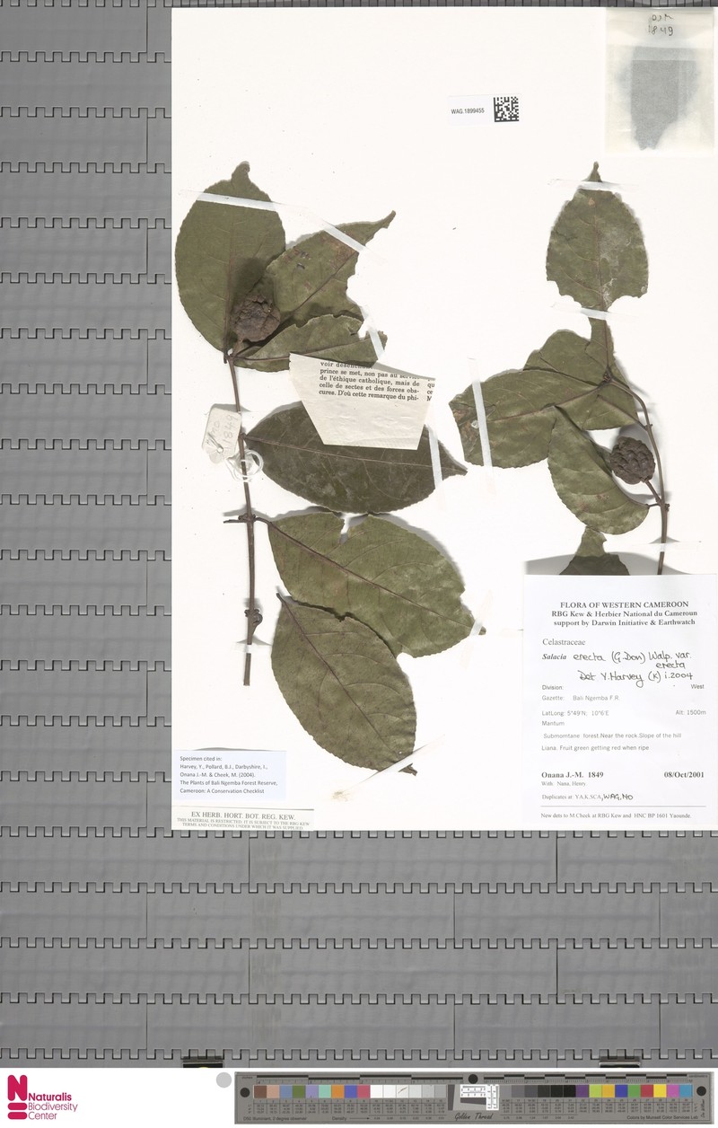 Salacia erecta var. erecta photo 2