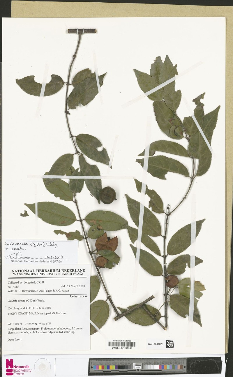 Salacia erecta var. erecta photo 3