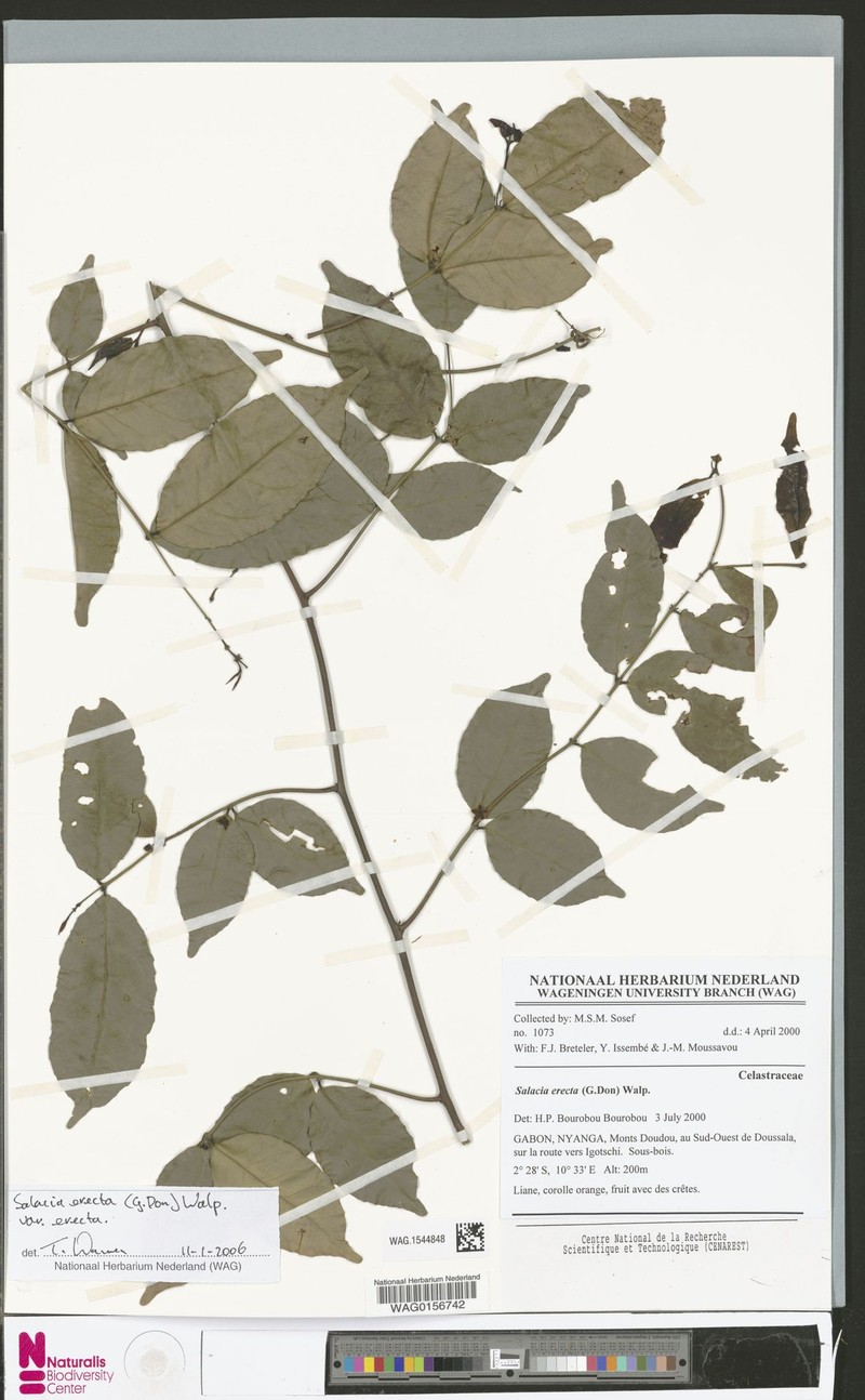 Salacia erecta var. erecta photo 4