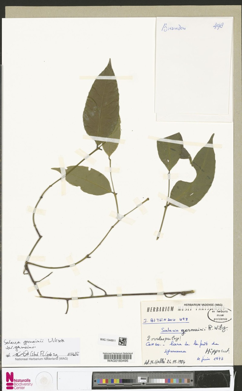 Salacia germainii var. germainii