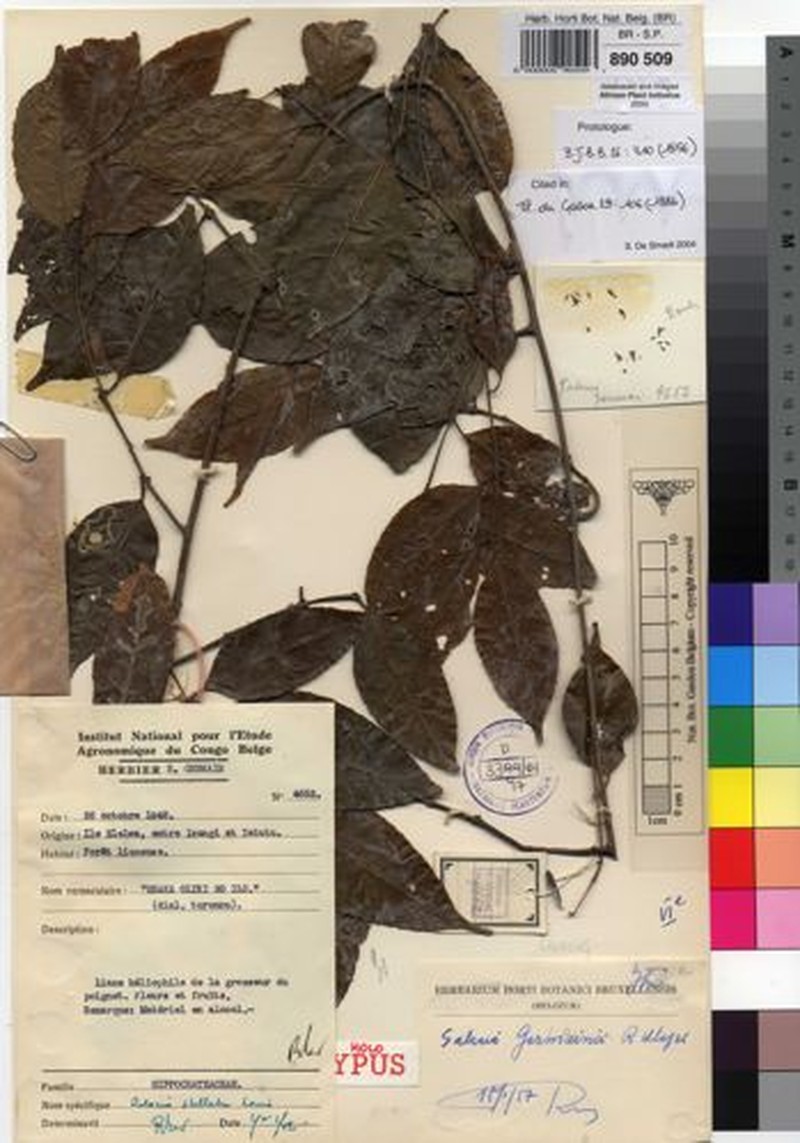 Salacia germainii var. germainii photo 2