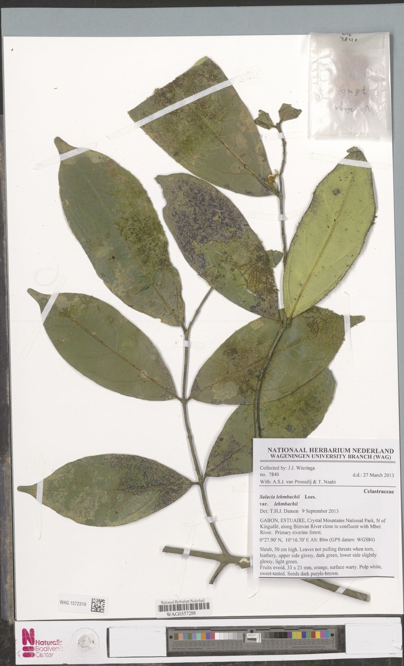 Salacia lehmbachii var. lehmbachii