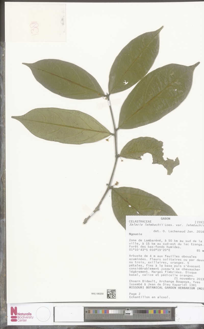 Salacia lehmbachii var. lehmbachii photo 2
