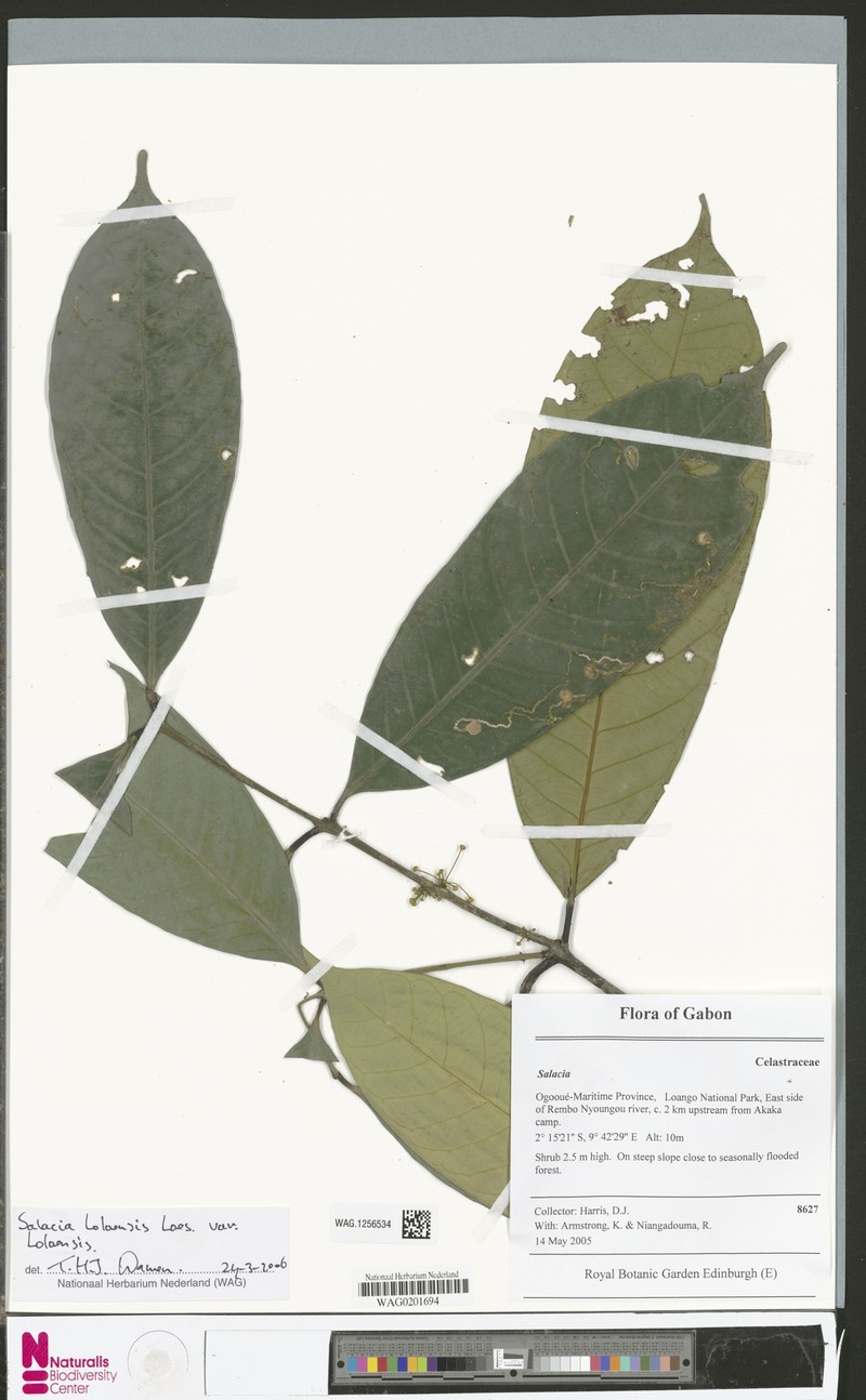 Salacia loloensis var. loloensis