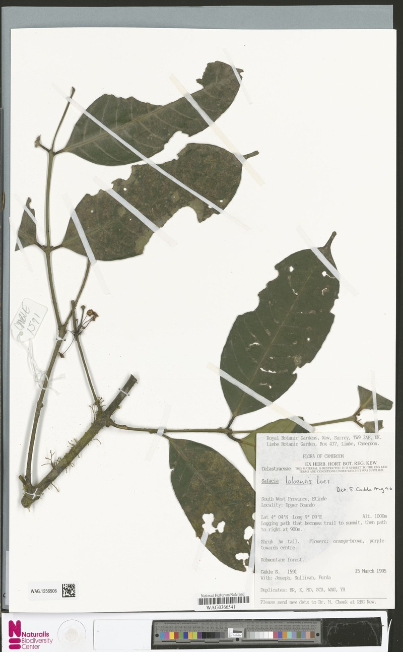 Salacia loloensis var. loloensis photo 2