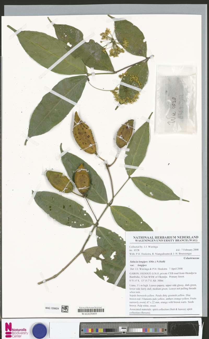 Salacia longipes var. longipes