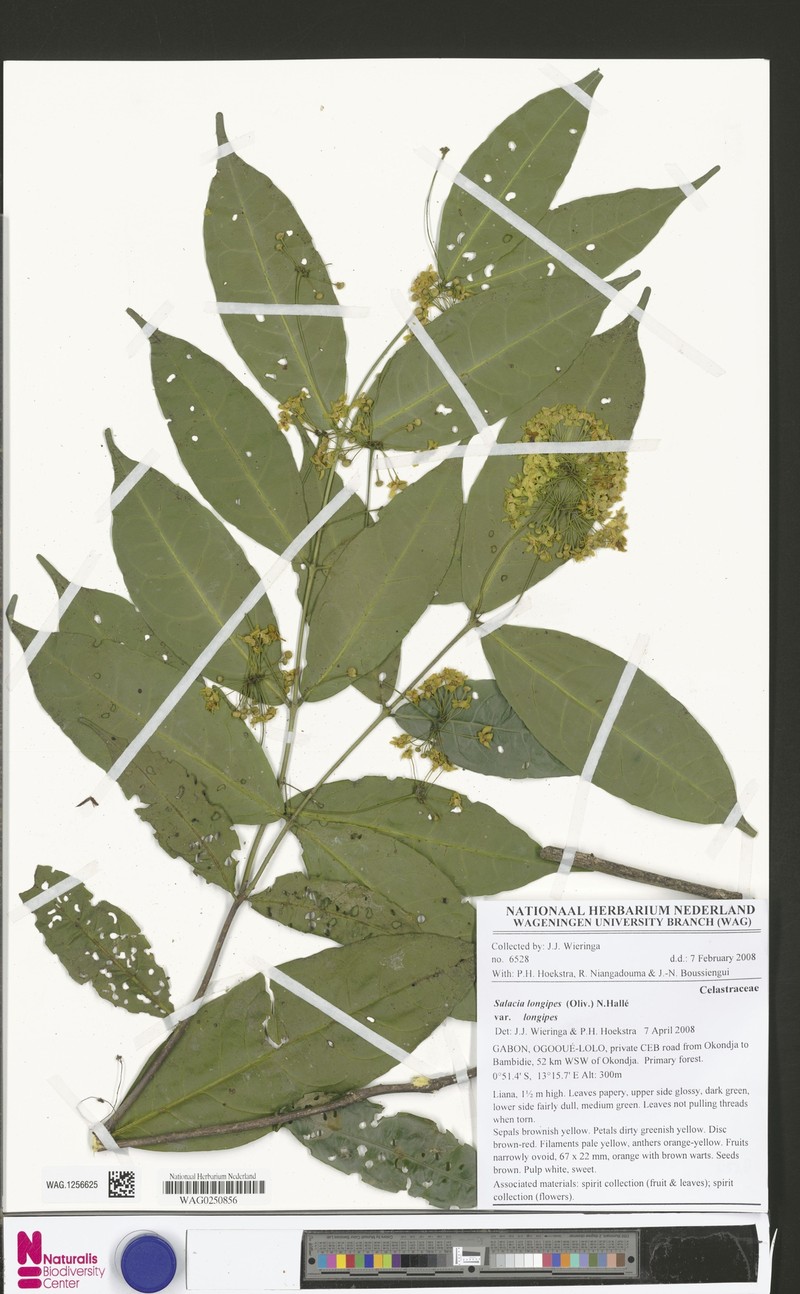 Salacia longipes var. longipes photo 2