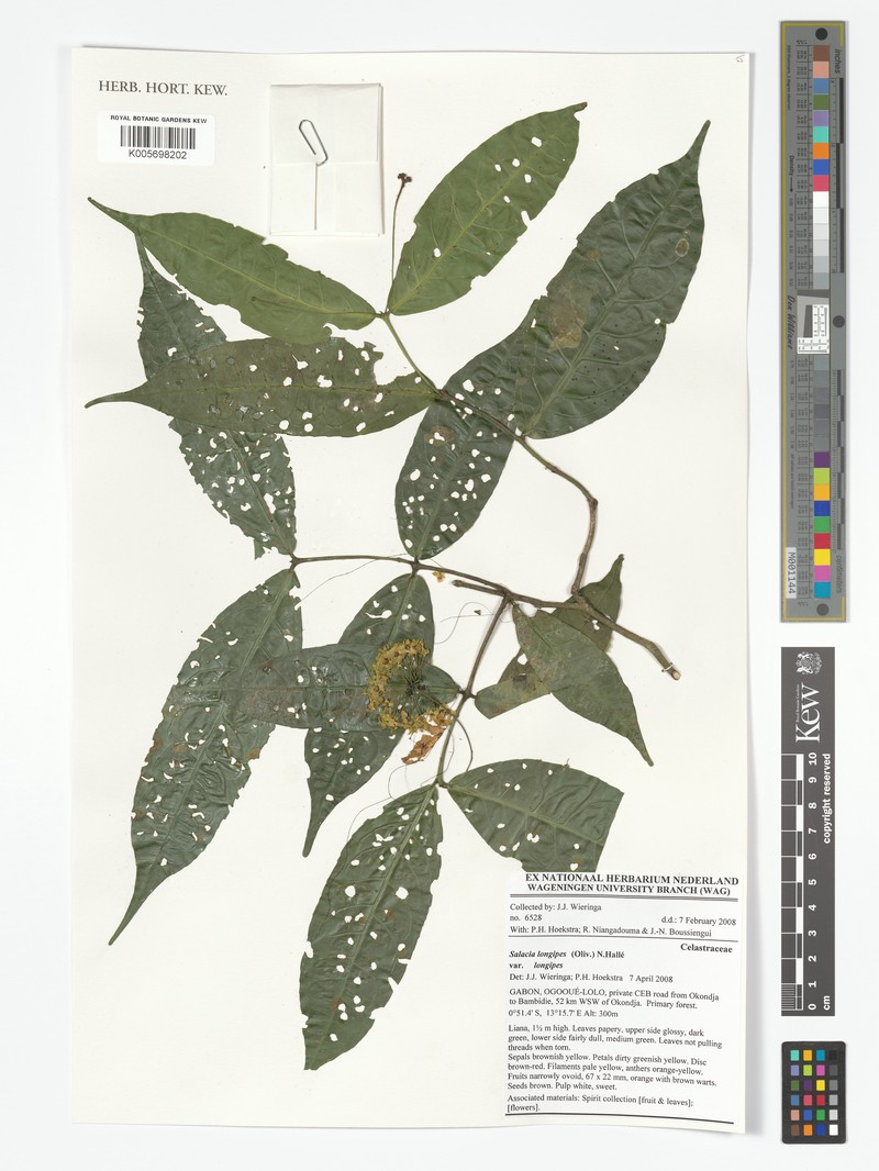 Salacia longipes var. longipes photo 3