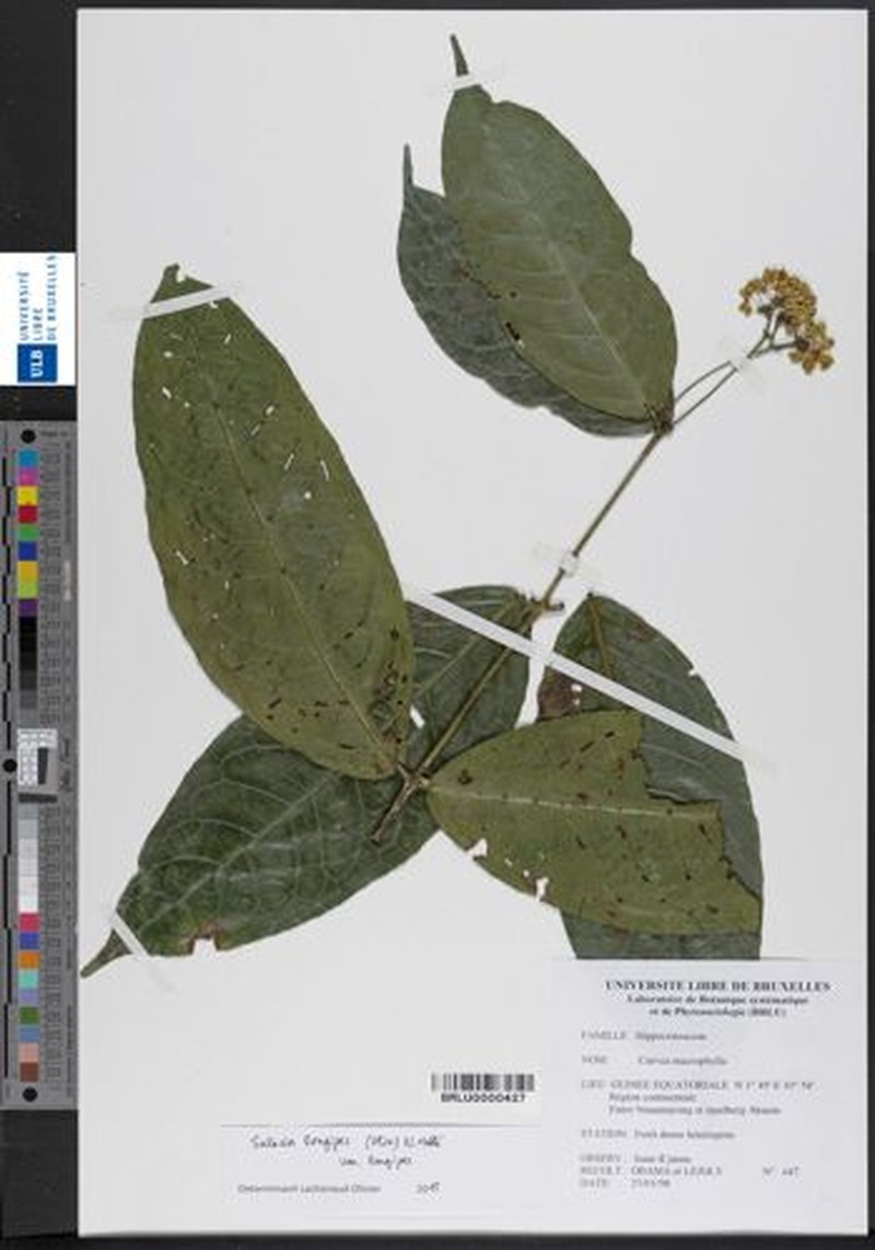 Salacia longipes var. longipes photo 4