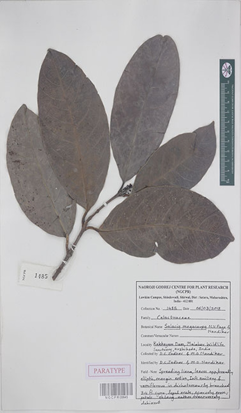 Salacia megacarpa