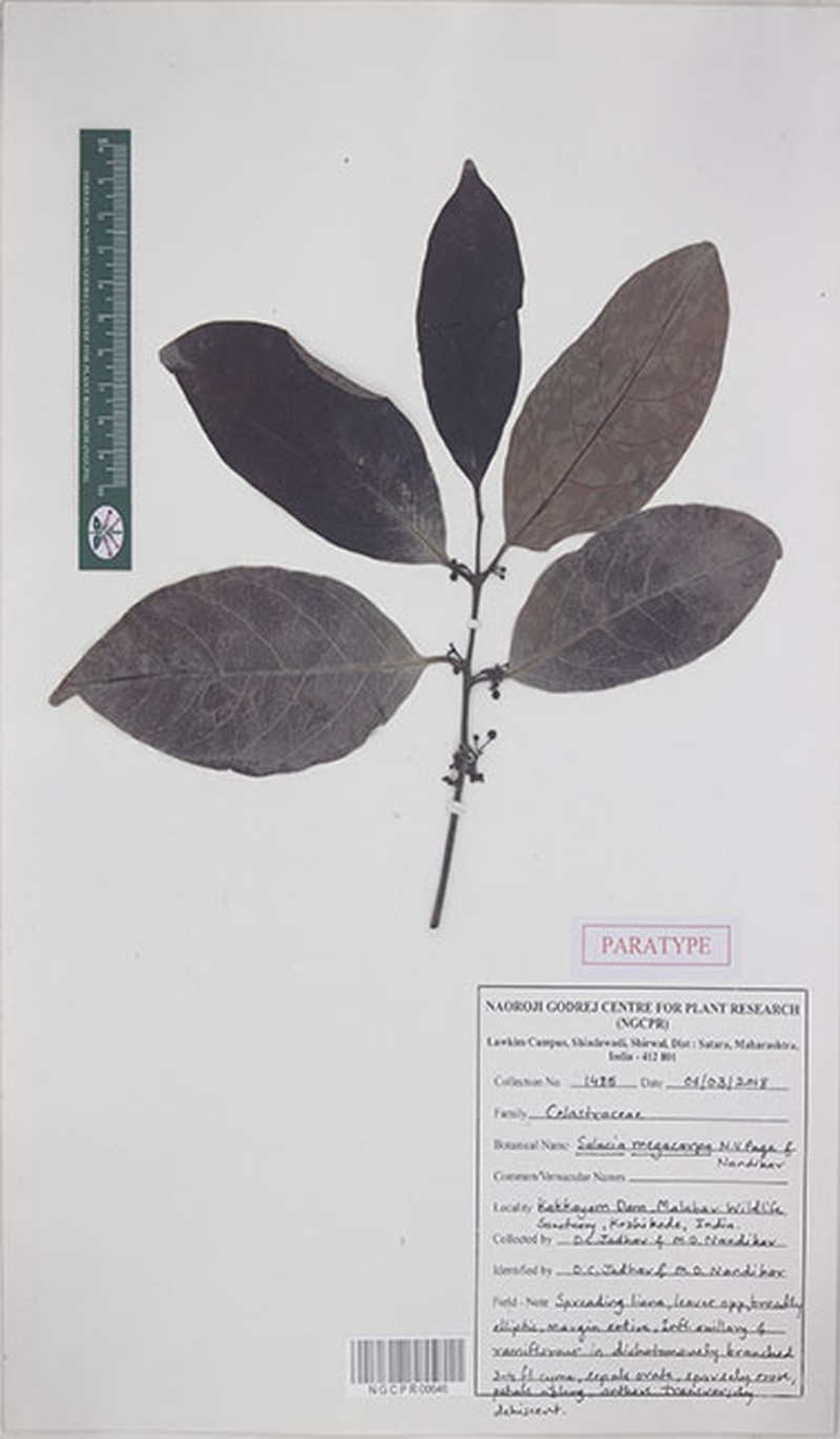 Salacia megacarpa photo 2