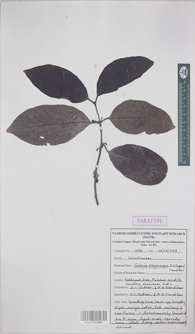 Salacia megacarpa photo 3