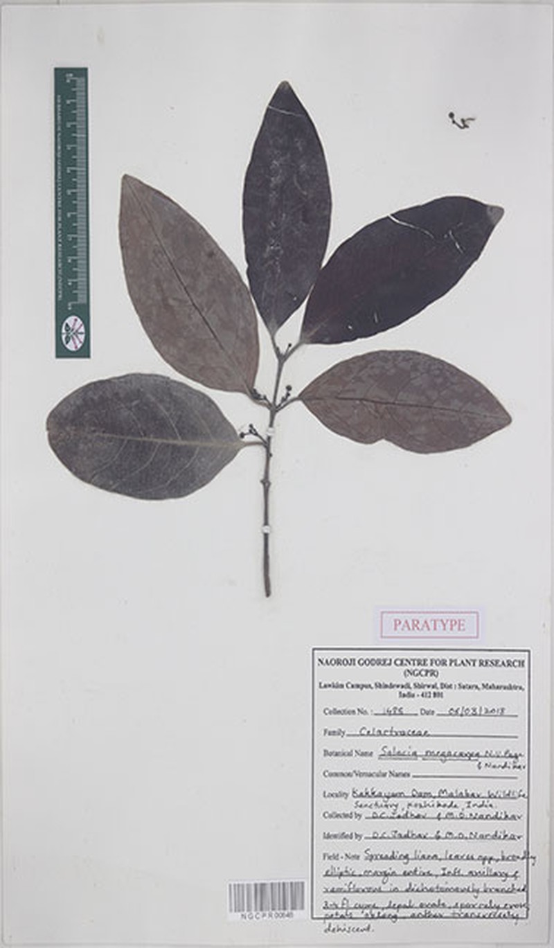 Salacia megacarpa photo 4
